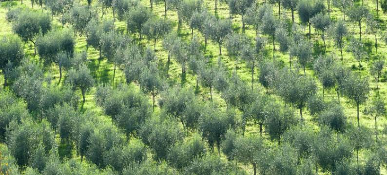 Apartment in Umbria near Montefalco Winery图片