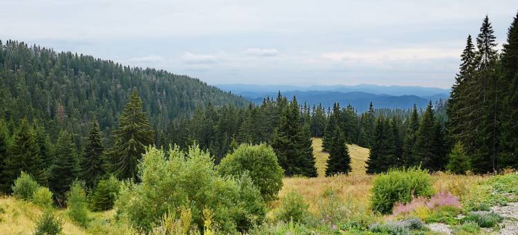 隐匿森林别墅酒店(Forest Nook Villas)图片
