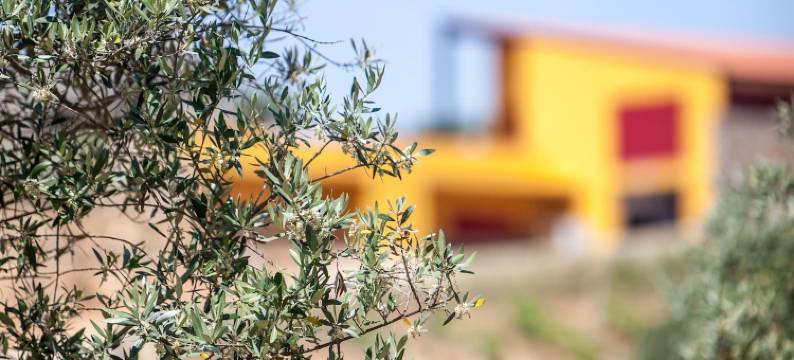 蒙大埃斯佩兰萨酒店(Monte da Esperanca)图片