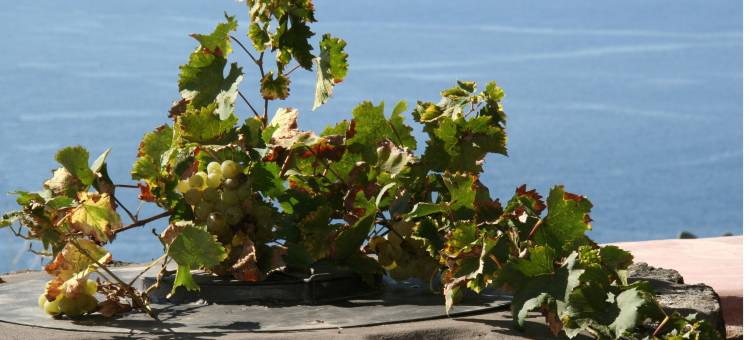 泽比波多罗农庄酒店(Agriturismo Zibibbodoro)图片