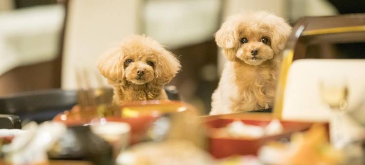 伊东高原汪汪天堂酒店及小屋(Izu-Kogen Wan Wan Paradise Hotel & Cottage)图片