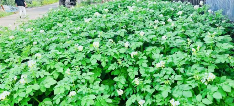 苗苗公寓(振兴街分店)图片