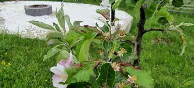 Casa Dintre Munti图片