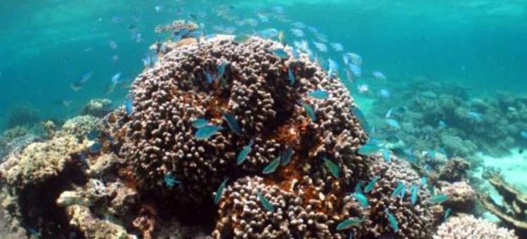 珊瑚湾宁乐酒店 - 湾景(Ningaloo Coral Bay – Bayview)图片