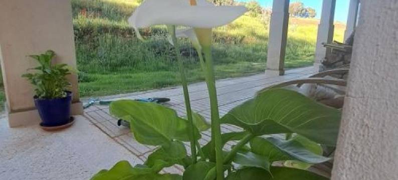 Le Chêne d´Azrou图片