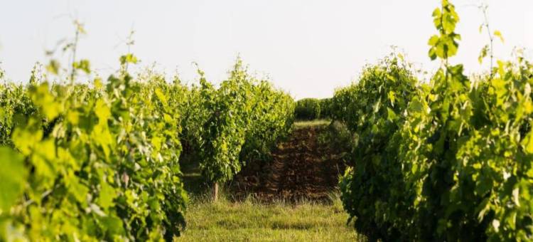Camiran Escape: Wine & Calm图片