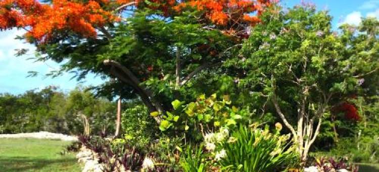 Turtles Nest Bahamas图片