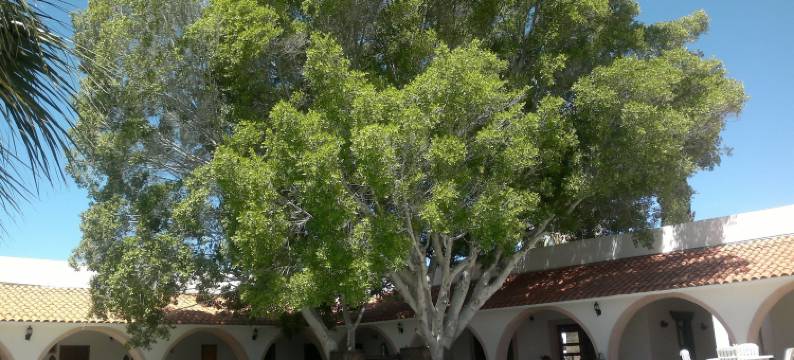 卡塔维纳米申酒店(Hotel Mision Catavina)图片