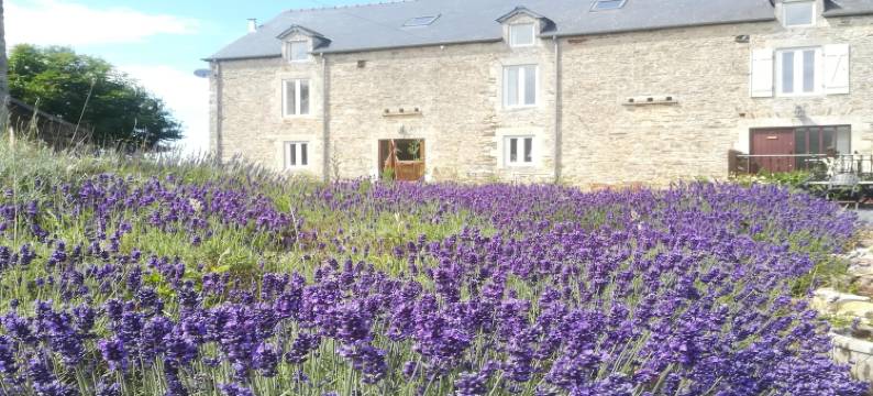 Golden Light Cottage Escape图片