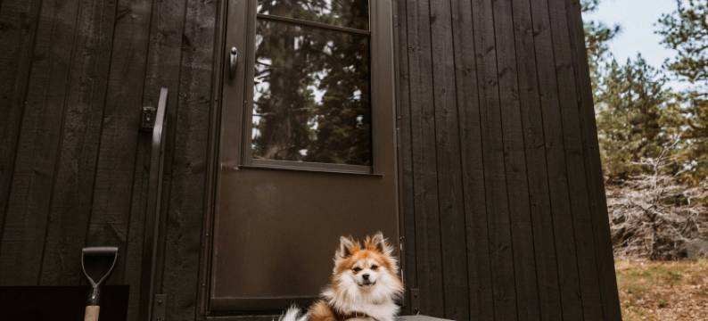 明信片小屋松树林，万豪旅享家户外系列(Postcard Cabins Piney Woods, Outdoor Collection by Marriott Bonvoy)图片