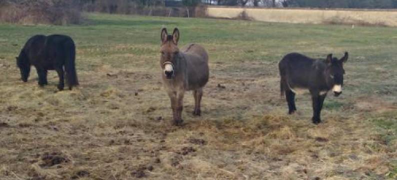 Ancienne Bergerie Restaurée Avec Animaux Acceptés - FR-1-489-13图片