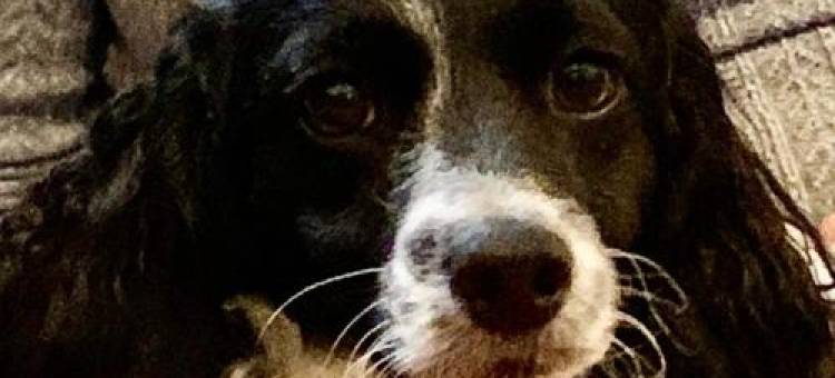 The Nest Glamping Pod图片