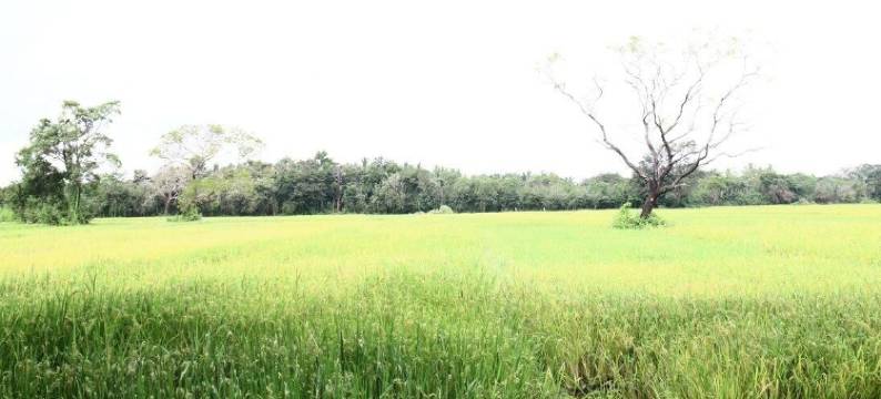 米希尼酒店(Mihini Hotel)图片