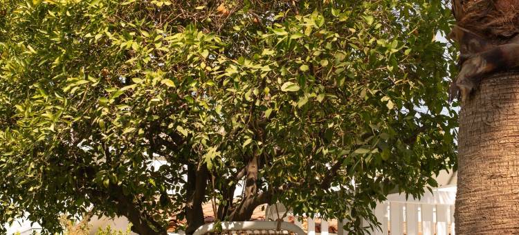 棕榈泉潜水酒店(Dive Palm Springs)图片