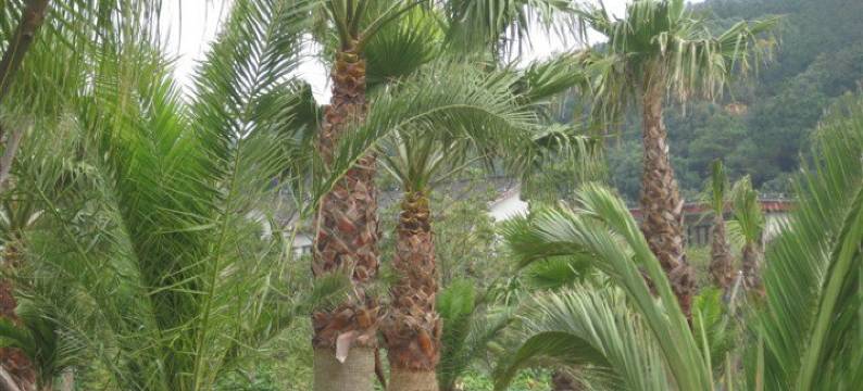 普陀山盘陀院农家乐图片