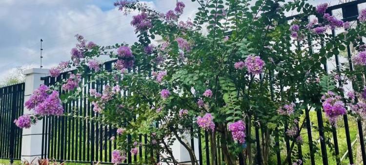 清清海景民宿(上海路分店)图片