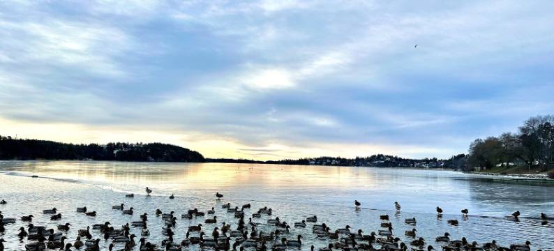 埃德斯维肯酒店 AB(Edsviken Hotell AB)图片