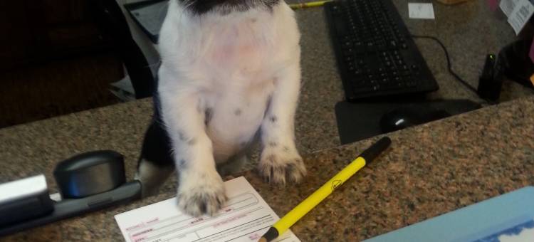 陶斯速8酒店(Super 8 by Wyndham Taos)图片