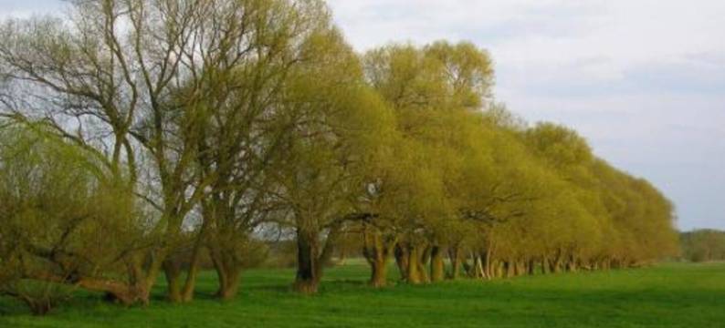 舍内瓦尔德帕克酒店(Parkhotel Schönewalde)图片