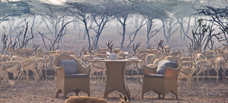 安纳塔拉沙漠群岛水疗度假酒店(Anantara Desert Islands Resort & Spa)图片