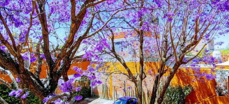 圣米格尔-德阿连德蒙特韦尔德庄园酒店(Hotel Hacienda Monteverde San Miguel de Allende)图片