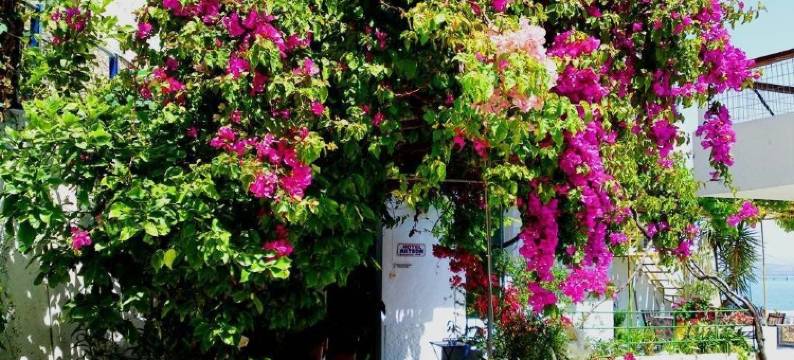 艾克顿客房酒店(Akteon Rooms)图片