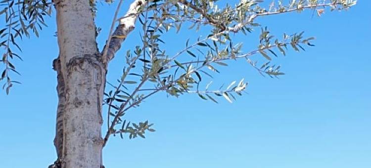 伊卡洛斯艺术酒店(Ikaros Art Hotel)图片