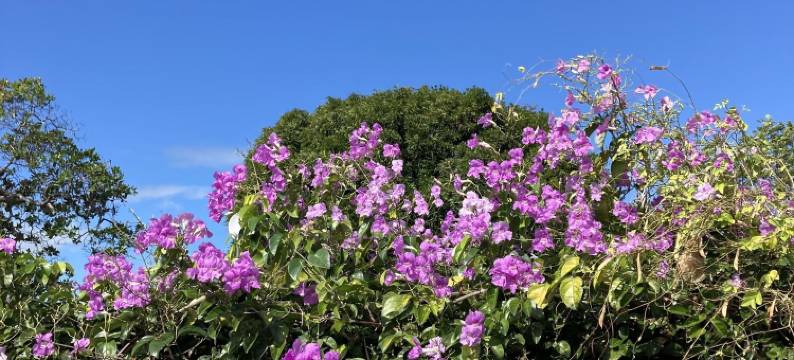 吗拉库亚(La Maracuyá)图片