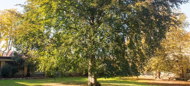 布鲁门斯李斯特克罗旅馆(Blommenslyst Kro)图片