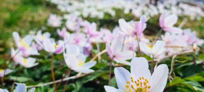 Groven Camping & Hyttegrend图片