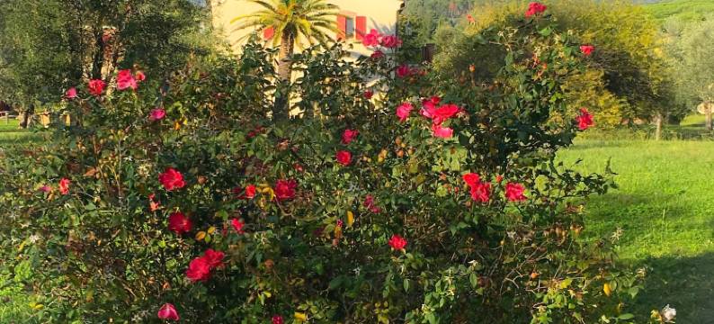 拉吉亚依亚度假酒店(Resort la Ghiaia)图片