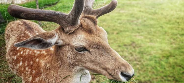 小旅馆酒店(Logis Hôtel Restaurant la Petite Auberge Alsace)图片