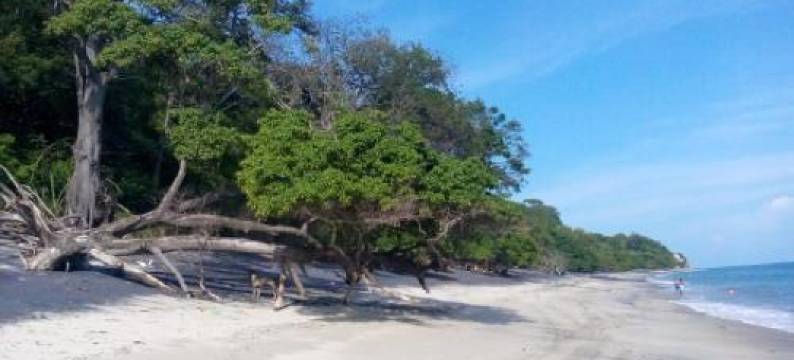 Istmo Beach and Jungle Bungalows图片