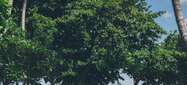 班查汶海滩水疗度假酒店(Baan Chaweng Beach Resort & Spa)图片