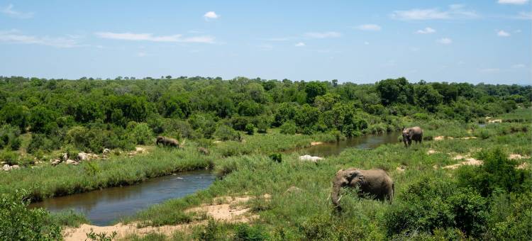 Leopard Sands, Kruger Park图片