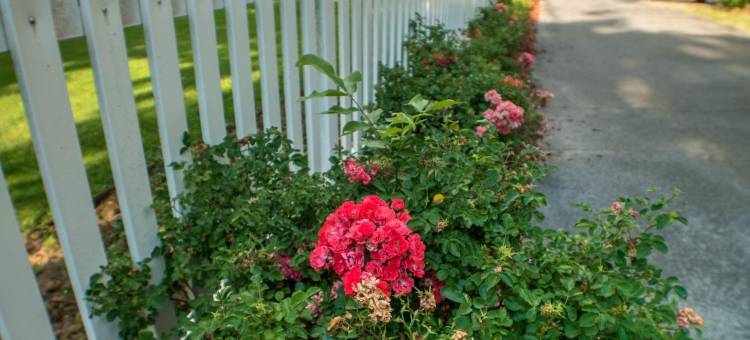 维多利亚家庭旅馆(The Victoria Bed & Breakfast)图片
