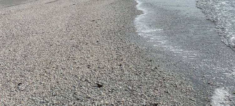 塔彭泰尔酒店(Tarpon Tale Inn)图片