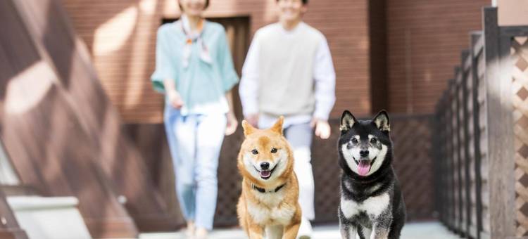 伊东高原汪汪天堂酒店及小屋(Izu-Kogen Wan Wan Paradise Hotel & Cottage)图片