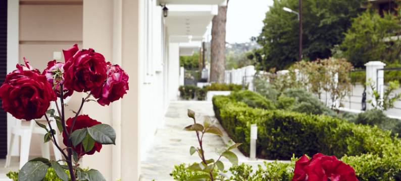 斯基亚索斯之梦公寓式酒店(Skiathos Somnia)图片