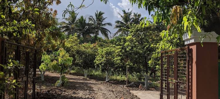 芒果树农场(Mango Tree Farm)图片