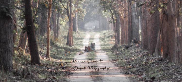 Dtr Jungle Hideaways图片