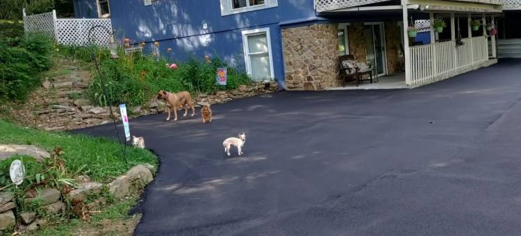 小黑熊旅馆(Lil Black Bear Inn)图片