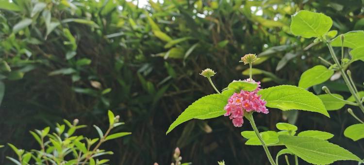 彩云阁公寓(统建街分店)图片