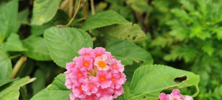 彩云阁公寓(统建街分店)图片