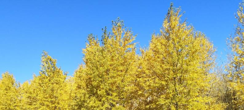 塞罕坝林场御道口牧场幸福来敲门家庭公寓(卧川路分店)图片