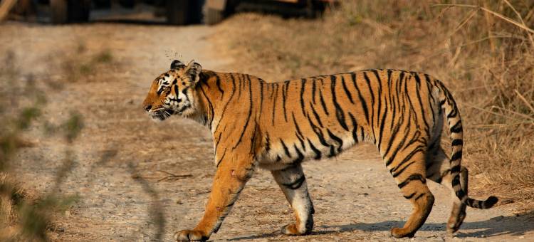 voco Jim Corbett图片