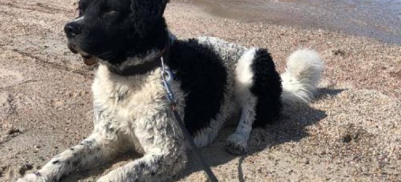 赫劳度假屋(Vakantie Studio Grou)图片