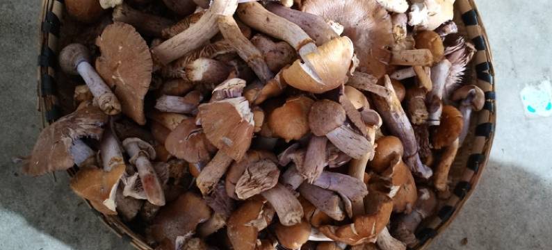 雨山前客栈(中国熊猫大道2号分店)图片