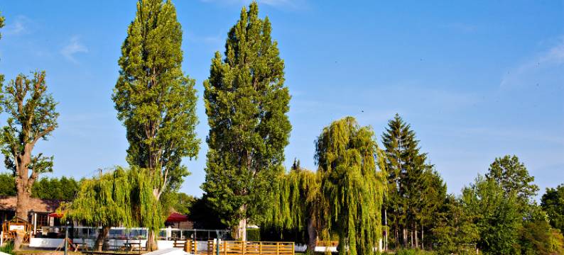 卡尼斯酒店(Les Canisses)图片