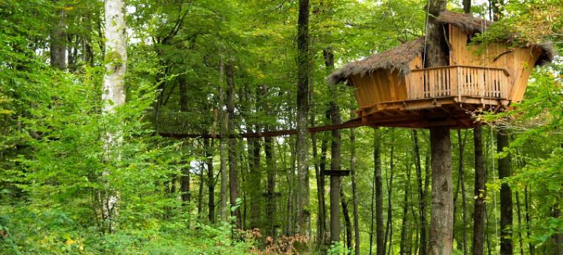 阿尔布雷卡巴内酒店(L'Arbre à Cabane)图片